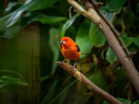 A Brazilian Tanager sitting on a branch, green leaves in the background