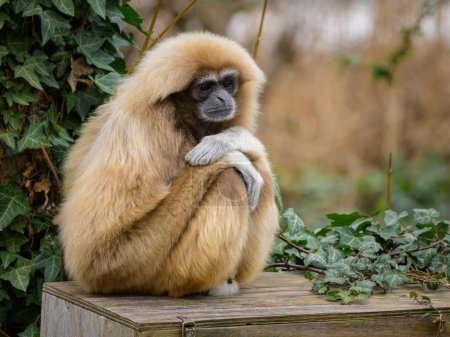 Un Lar Gibbon sentado en un cofre de madera, día nublado en invierno, zoológico en Austria