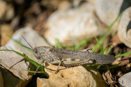 Nahaufnahme einer ägyptischen Heuschrecke (Anacridium aegyptium) auf einem Stein sitzend, sonniger Frühlingstag, Cres Kroatien