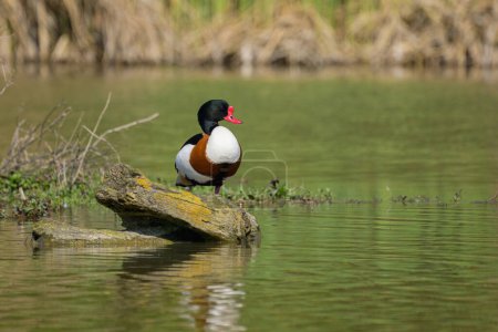 Foto de Un pato común que descansa sobre un tronco en el agua, mañana soleada en primavera, Austria - Imagen libre de derechos