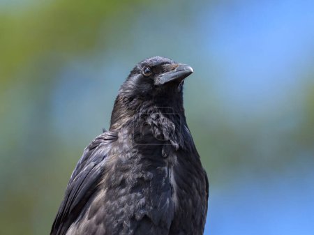 A Carrion Crow sitting on a roof, sunny day in springtime, Vienna (Austria)