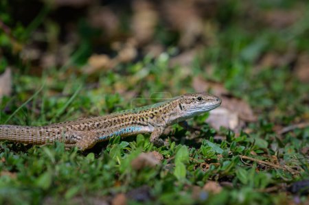 Un lagarto de la pared dálmata (Podarcis melisellensis) descansando en la hierba, día soleado en primavera, Cres (Croacia)