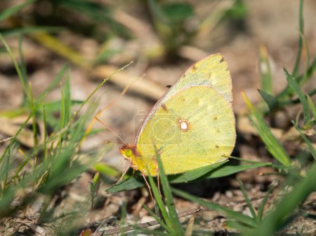 A Colias butterfly resting on the ground, sunny day in autumn