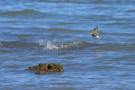 Un sandpiper común que vuela en la playa, bajo sobre el agua, día soleado en verano n norte de Francia