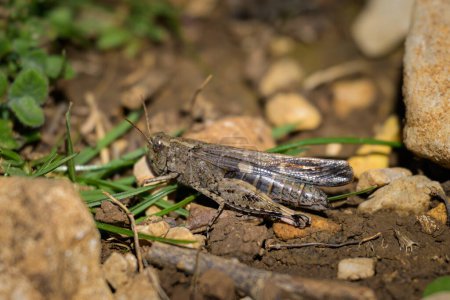 Eine kleine Heuschrecke (Aiolopus strepens) sitzt auf dem Boden, sonniger Frühlingstag, Cres Kroatien