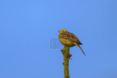 A beautiful Yellowhammer sitting on top of a tree, sunny morning in springtime, blue sky, Austria