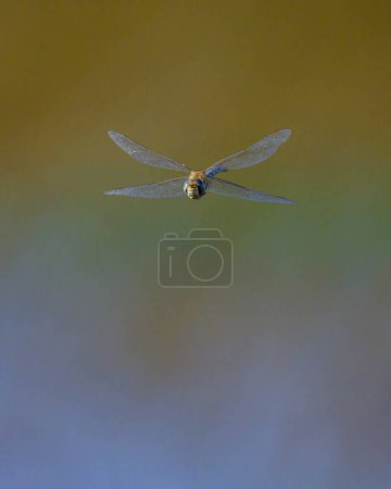 A colorful migrant hawker (Aeshna mixta) flying over water, sunny day in summer