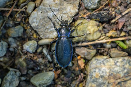A big ground beetle (Carabus scheidleri) walking on the ground in a forest in Austria