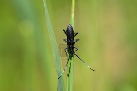 A capricorn beetle (Cerambyx scopolii, Cerambycidae) sitting on a grass (Vienna, Austria)