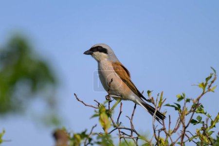 A male Red Backed Shrike sitting on a bush, sunny day in springtime in Austria