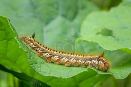 The beautiful caterpillar of a drinking moth on a leaf, summer in Vienna (Austria)