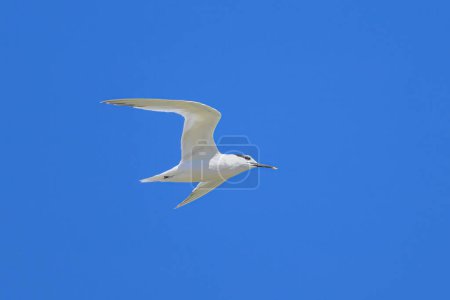 A sandwich tern in flight blue sky, sunny day in summer, northern France