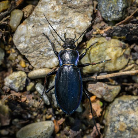 A big ground beetle (Carabus scheidleri) walking on the ground in a forest in Austria