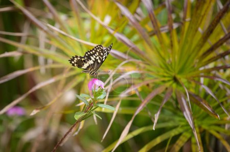 Ein Zitrusschwalbenschwanz (Papilio demodocus) ruht auf einer Pflanze, sonniger Tag in Uganda