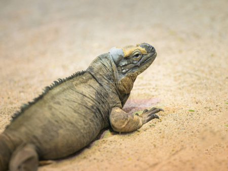 A Rhinoceros Iguana resting on the ground in a zoo