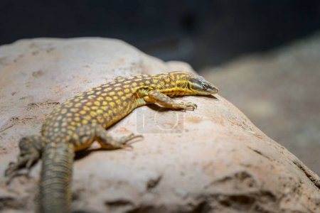Un moniteur à queue épineuse reposant sur un rocher dans un zoo