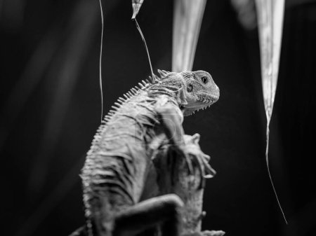 A Lesser Antillean iguana resting on a branch in a zoo, black and white