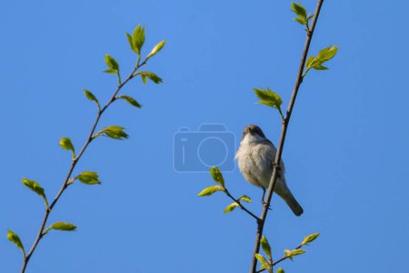 A Lesser Whitethroat sitting on a tree, sunny day in spring in Vienna (Austria)