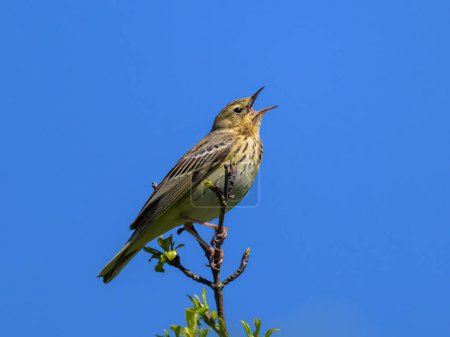 A Tree Pipit sitting on a twig, sunny morning in springtime, blue sky, Austria