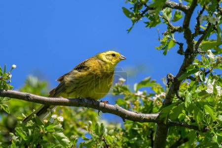 A beautiful male Yellowhammer sitting on a branch, sunny morning in springtime, Austria