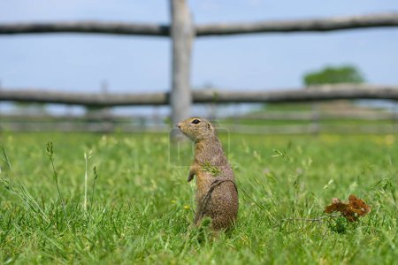 A European ground squirrel (Spermophilus citellus) in a green meadow in spring (Austria)