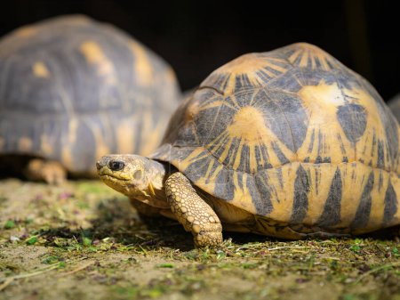 Eine strahlende Schildkröte, die auf einer Wiese im Zoo spaziert, sonniger Frühlingstag