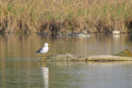 Eine Gelbfußmöwe steht in einem Fluss, sonniger Frühlingstag