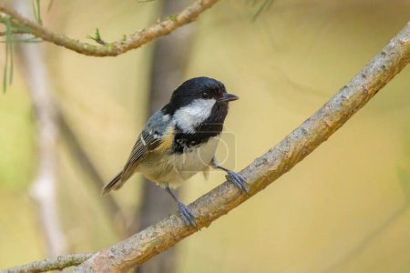 A Coal Tit sitting on a small branch, sunny day in springtime