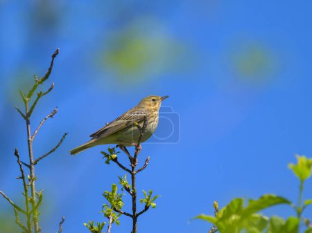 A Tree Pipit sitting on a twig, sunny morning in springtime, blue sky, Austria