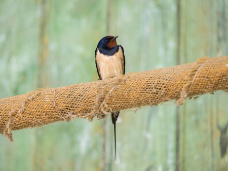 A Barn Swallow sitting on a rope in a barn, green background