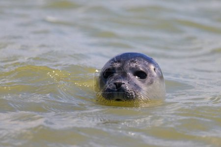 Retrato de una foca común nadando en el mar, día soleado en verano en el norte de Francia