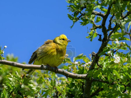 Un hermoso macho Yellowhammer sentado en una rama, mañana soleada en primavera, Austria