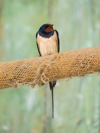 A Barn Swallow sitting on a rope in a barn, green background