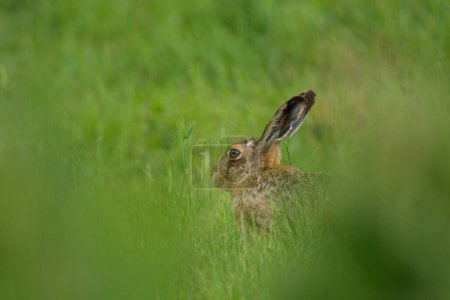 A European hare hiding in a meadow, sunny day in springtime in Austria