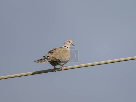 A Eurasian Collared Dove sitting on a wire, sunny day in springtime in Austria