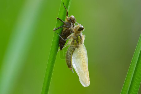 Four spotted chaser (Libellula quadrimaculata) sitting on a green plant, emerging from larvae, sunny day in summer, Vienna (Austria)