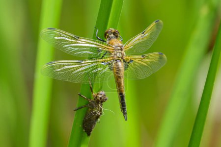 Four spotted chaser (Libellula quadrimaculata) sitting on a green plant, sunny day in summer, Vienna (Austria)