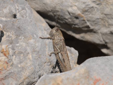 Closeup of an Egyptian Locust (Anacridium aegyptium) sitting on a stone on a sunny day in springtime, Cres Croatia