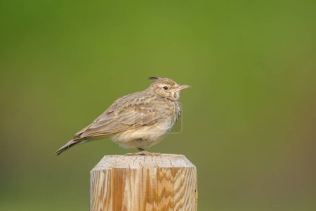 Photo for A Crested Lark standing on a wooden pole, sunny day in springtime, Austria - Royalty Free Image