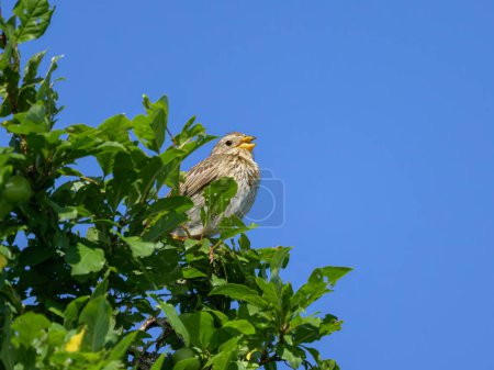 A Corn Bunting sitting on top of a bush, sunny day in springtime, blue sky, Austria