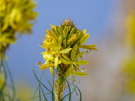 Closeup of a flowering kings spear (Asphodeline lutea) on a sunny day ins springtime in Cres (Croatia)