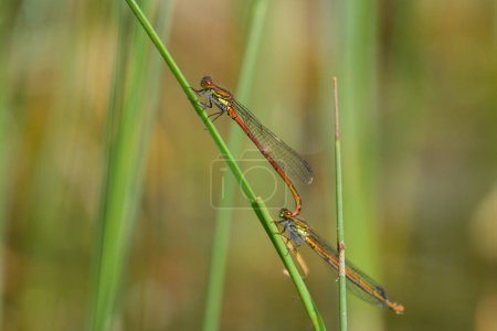 A pair of large red damselflies (Pyrrhosoma nymphula) resting on a plant, sunny day in springtime, Vienna (Austria)