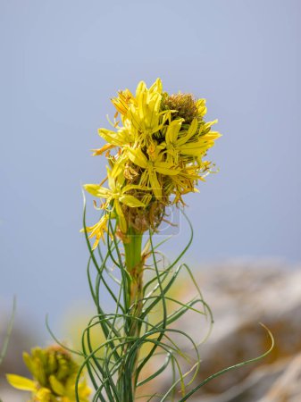 Closeup of a flowering kings spear (Asphodeline lutea) on a sunny day ins springtime in Cres (Croatia)