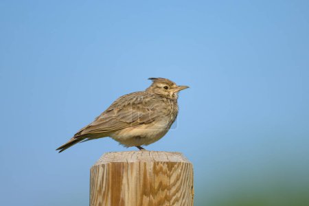 A Crested Lark standing on a wooden pole, sunny day in springtime, Austria