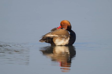 A red crested Pochard standing in the water, sunny morning in springtime, Austria