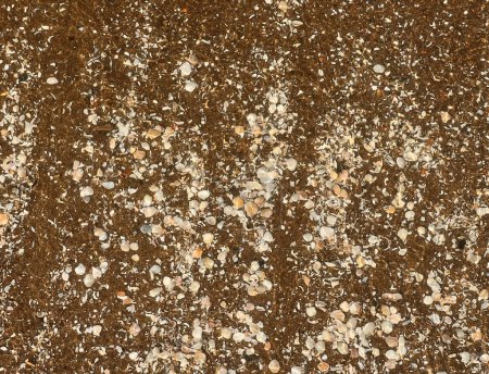 Téléchargez les photos : Shell nombreux fragments beige marron nuances sourdes sable dans une vague de surf de la mer Baltique - en image libre de droit