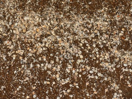 Foto de Concha numerosos fragmentos de color beige marrón silenciado colores arena en una oleada de surf del Mar Báltico - Imagen libre de derechos