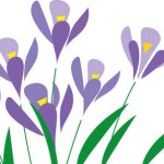Horizontal white banner or floral crocus backdrop decorated with purple blooming flowers and leaves border 