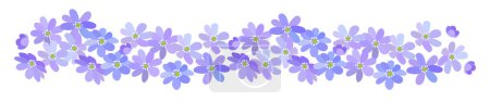 Foto de Frontera de flores silvestres florecientes de primavera azul Hepatica aislada sobre fondo blanco - Imagen libre de derechos