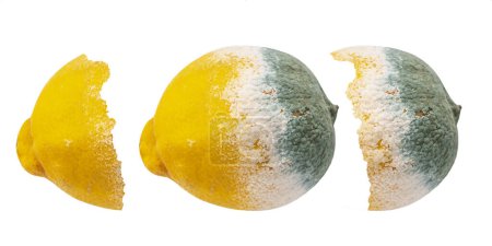Photo for Rotten moldy lemon isolated on white background - Royalty Free Image